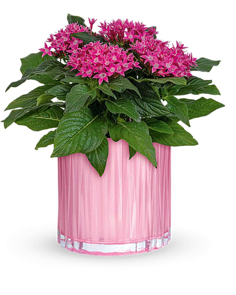 Pink flowers in a pink glass vase with broad green leaves