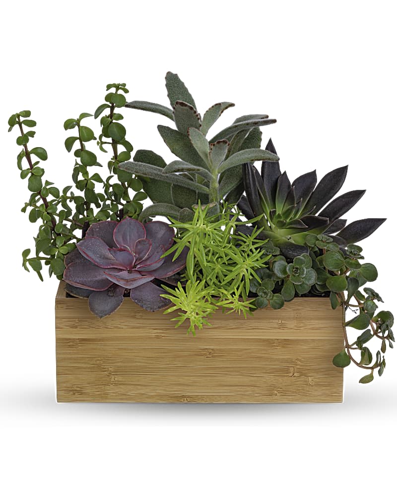 Succulent arrangement in a rectangular wooden planter