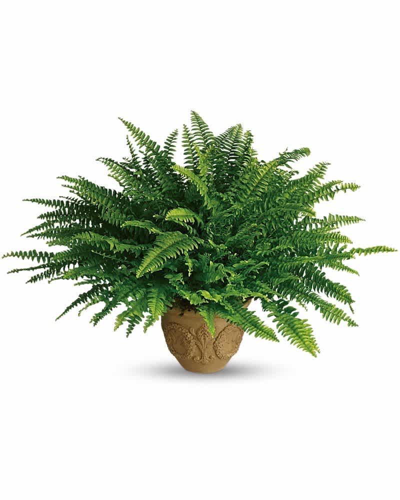 Potted fern plant in a decorative tan container