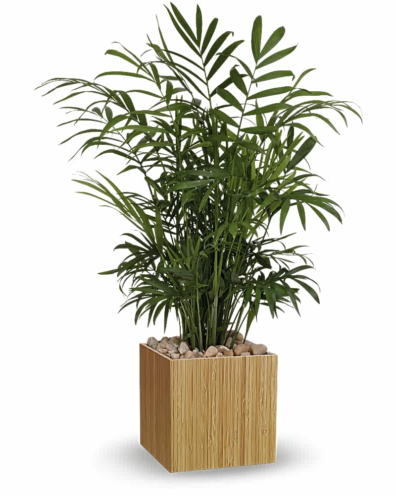 Potted palm plant in a square wooden planter with stones