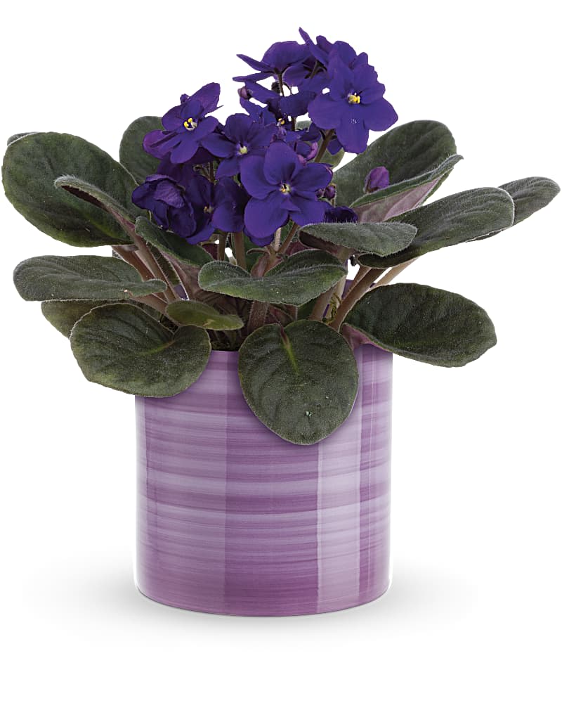 Purple African violet in a lavender ceramic pot