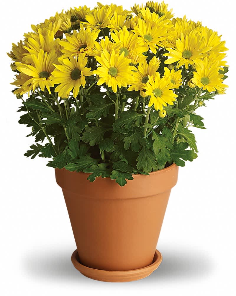 Yellow daisy-like flowers in a terracotta pot