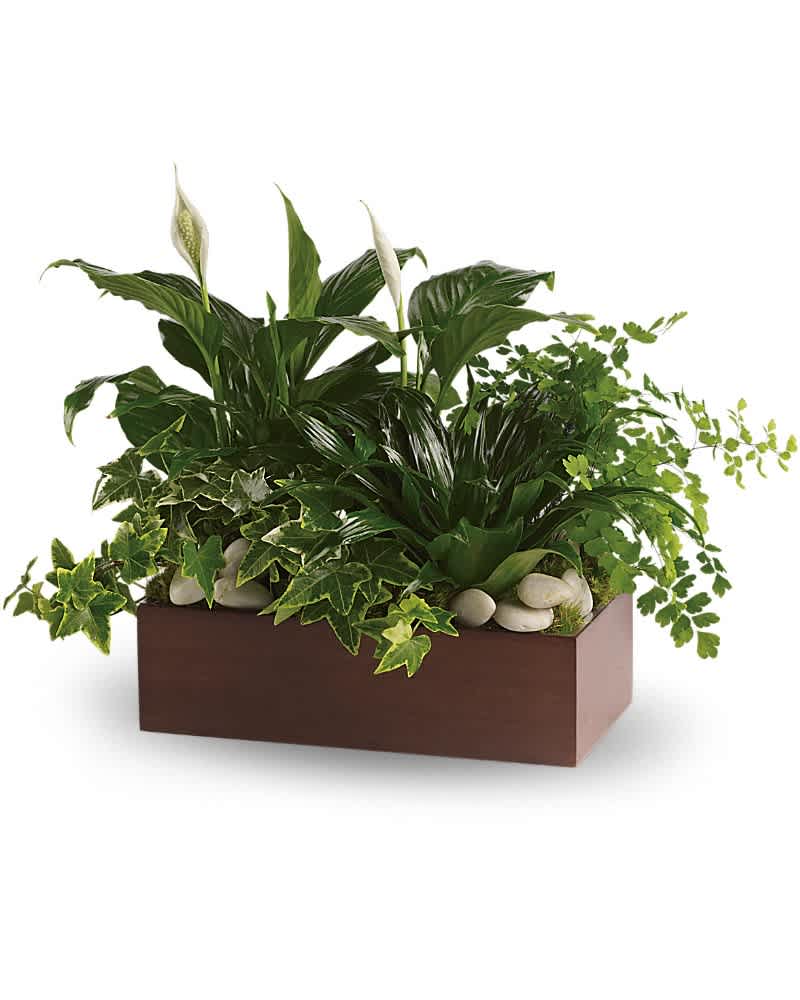 Rectangular planter with peace lilies and mixed green foliage