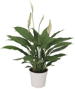 Potted peace lily plant with white blooms