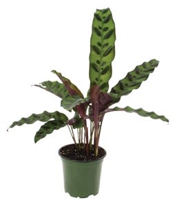 Potted plant with tall patterned green leaves
