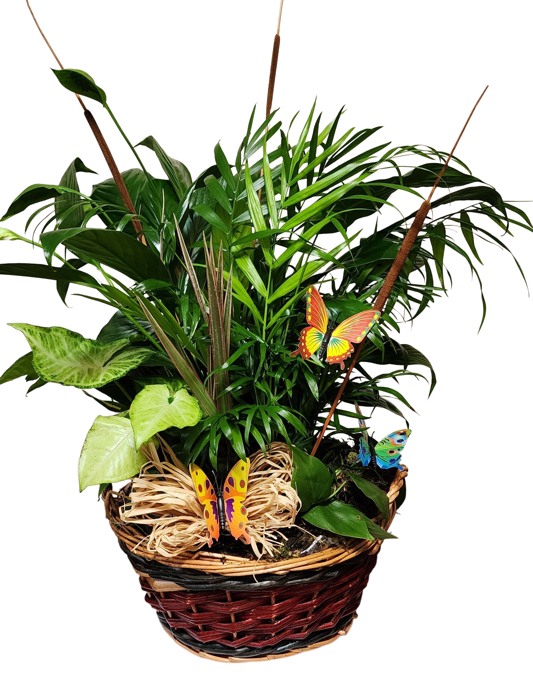 Garden of Butterflies  - Finest Dish Garden