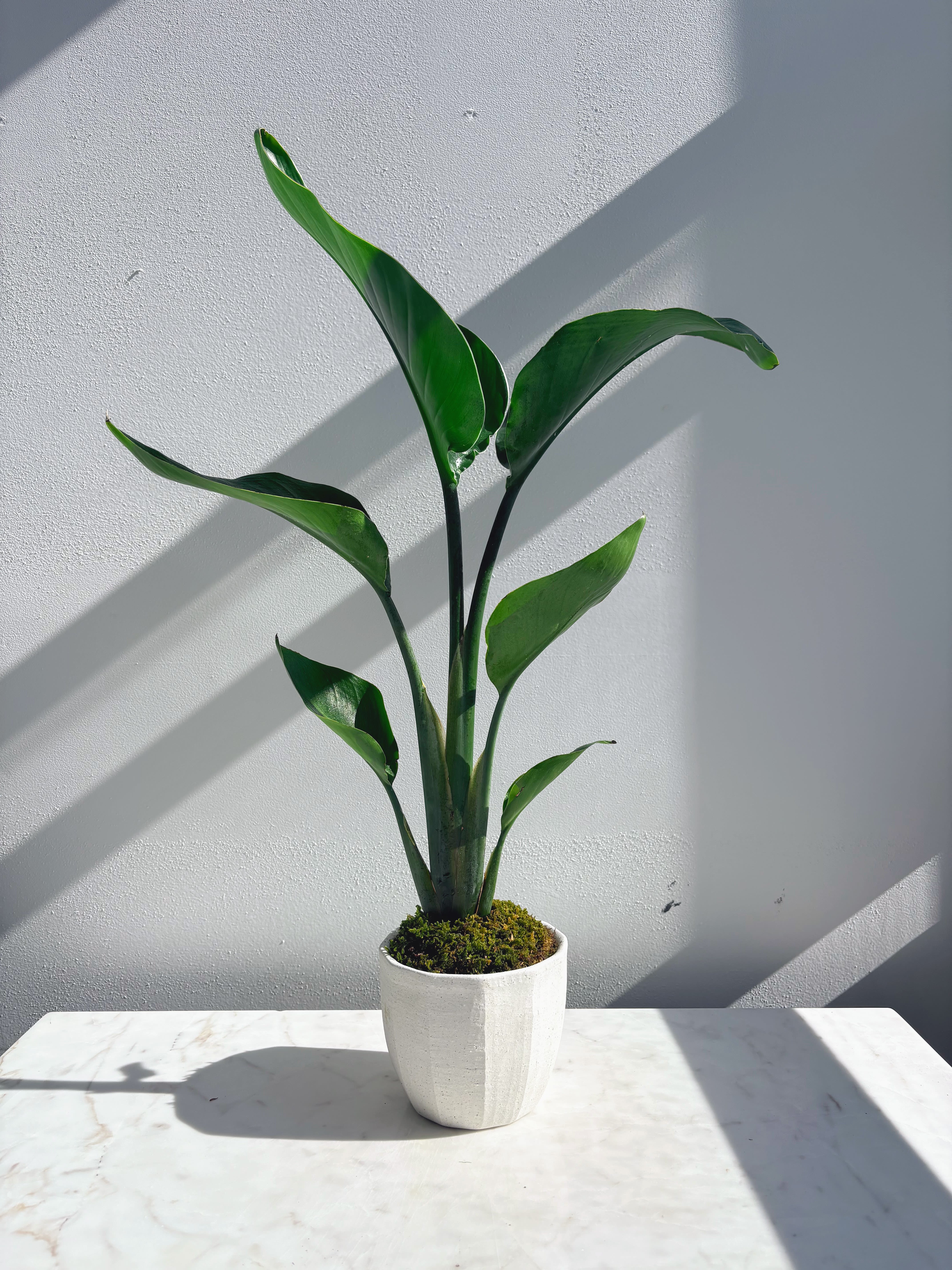 Strelitzia Plant - Commonly known as the Bird of Paradise, the strelitzia is a tropical plant known for it's handsome upright leaves and striking flowers.  Light: bright and indirect Water: 1x weekly (keep soil damp but not soggy) Humidity: high (mist often or place near a humidifier or pebble tray) Temperature: warm (65-85 F)