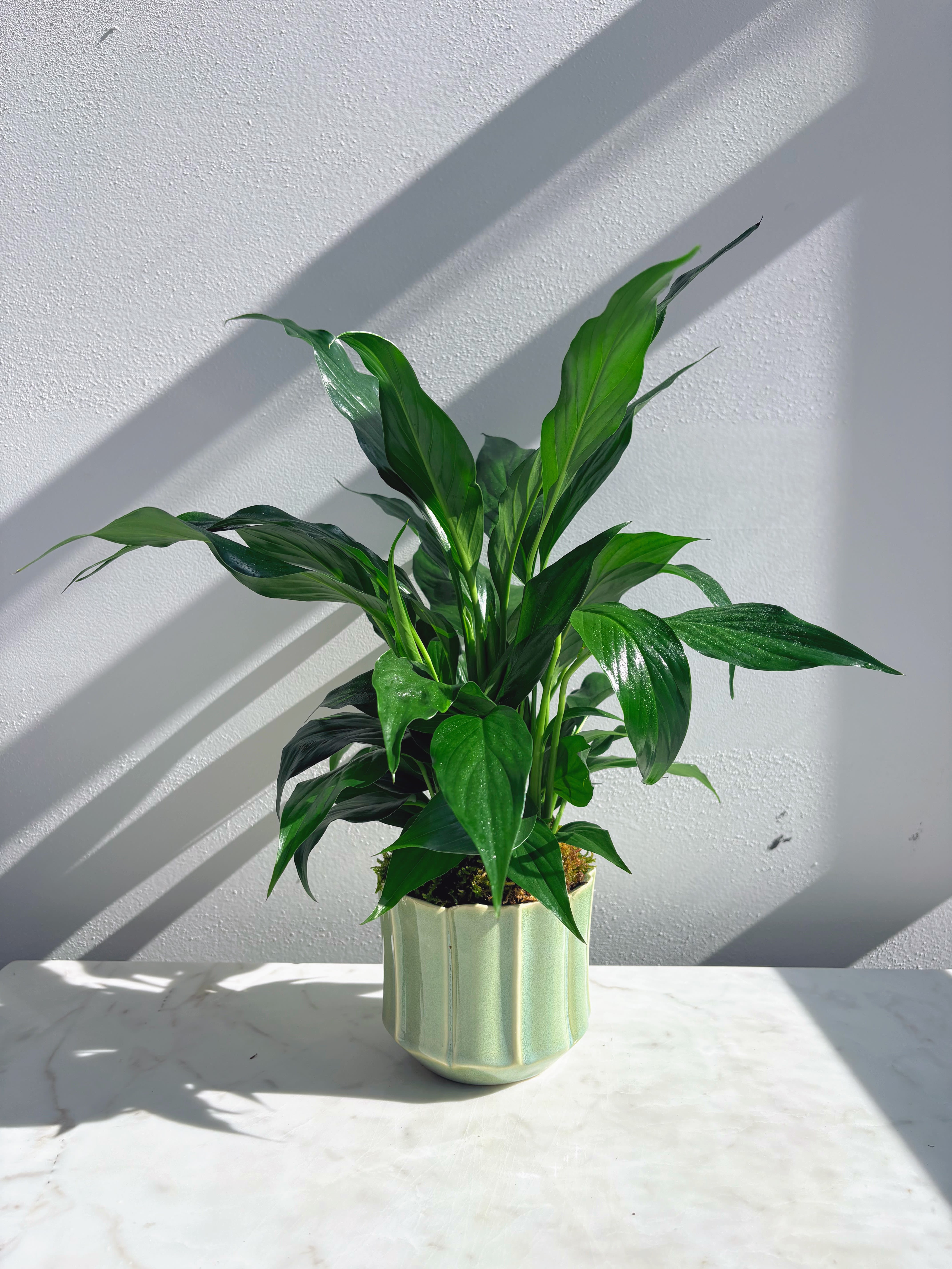 Spathyphyllum Plant - Commonly known as the Peace Lily, the spathyphyllum is a tropical plant known for it's dark glossy foliage and iconic flowers.  Light: bright and indirect Water: 1x weekly (keep soil damp but not soggy) Humidity: high (mist often or place near a humidifier or pebble tray) Temperature: warm (65-80 F)