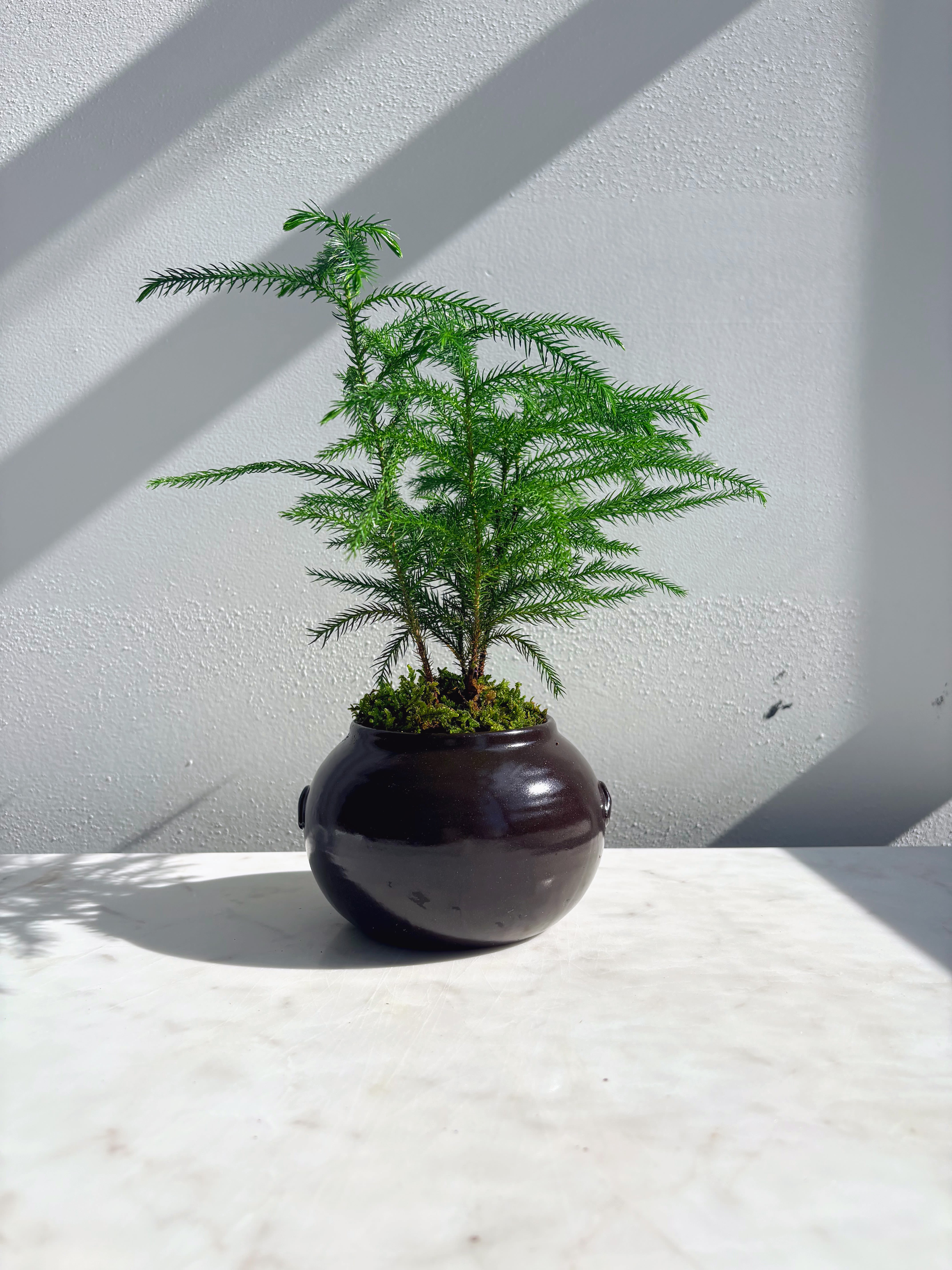 Norfolk Pine Plant - The Norfolk Island Pine is a subtropical conifer known for it's soft needle-like foliage and adaptability.  Light: full sun preferred but adapts well to lower light Water: 1x weekly (keep soil moist but not soggy) Humidity: high (mist often or place near a humidifier or pebble tray) Temperature: warm (60-75°F)