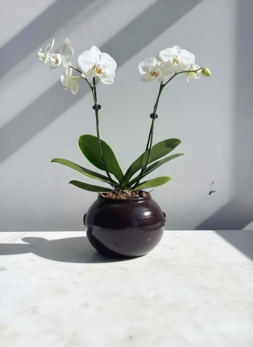 White Phalaenopsis Plant - A white phalaenopsis orchid plant in a traditional Korean earthenware jar known as Onggi.