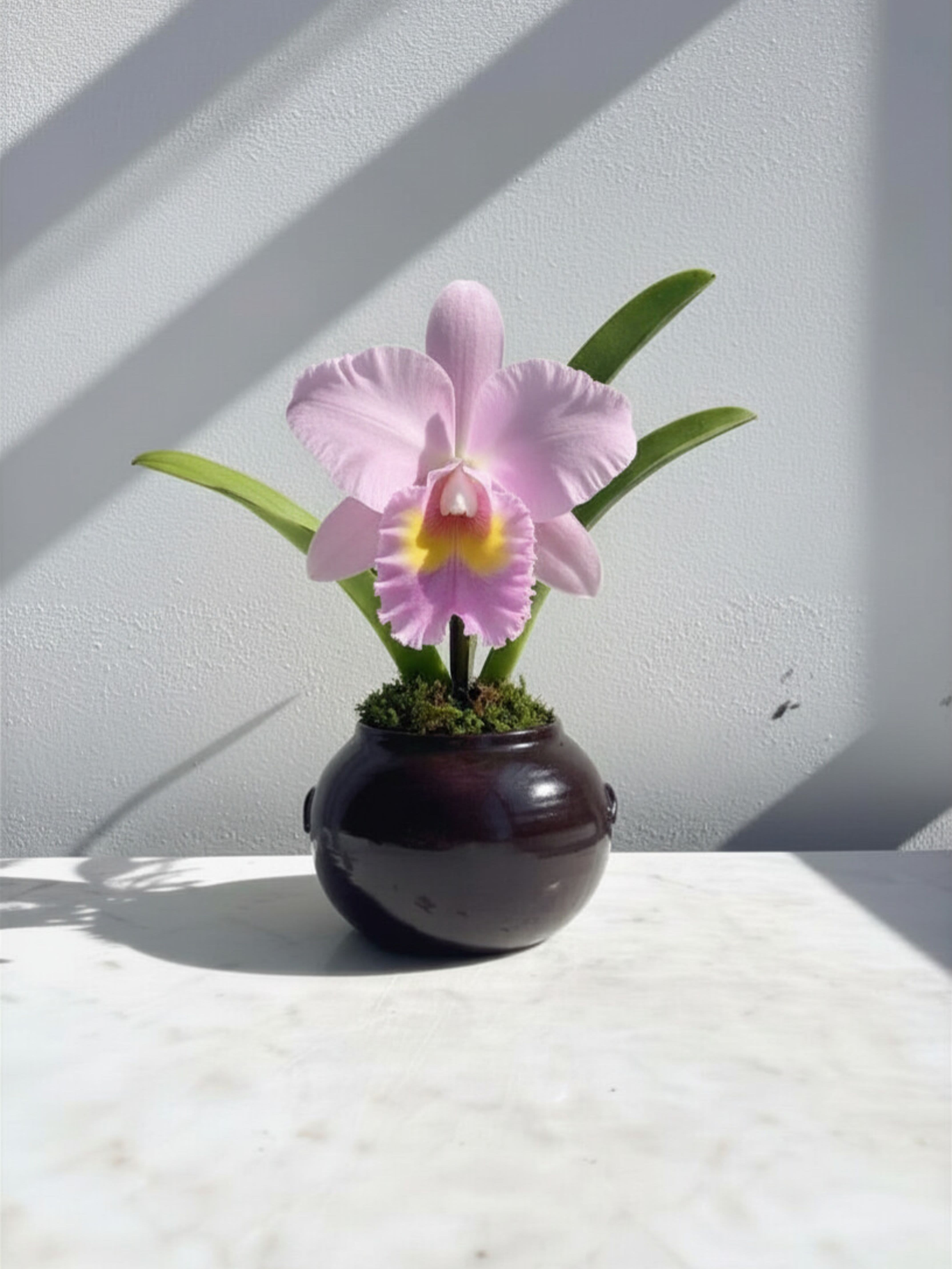 Pink Cattleya Plant - A pink cattleya orchid plant in a traditional Korean earthenware jar known as Onggi.