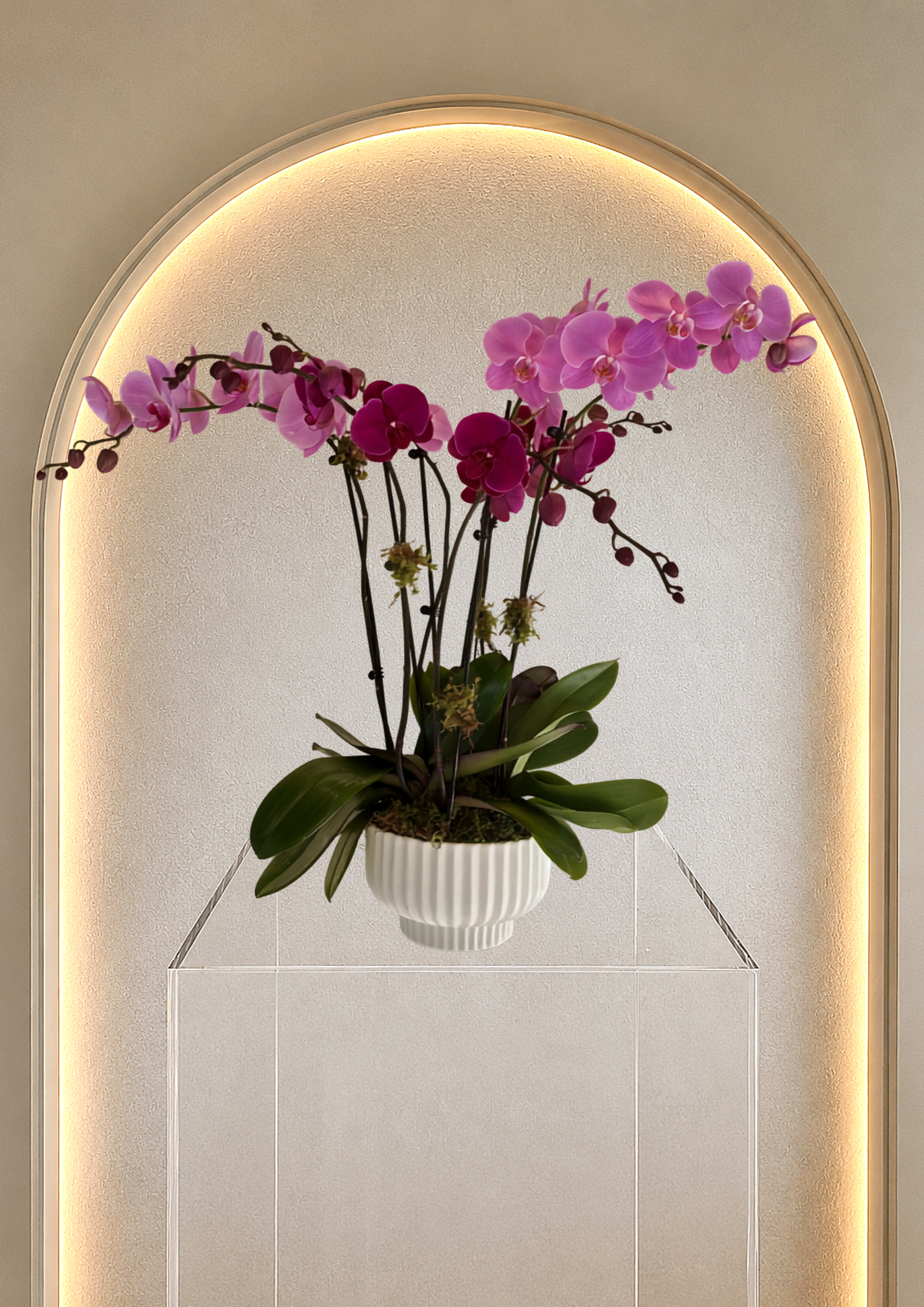 Orchid Garden  - An exquisite display of premium phalaenopsis orchids artfully arranged in a ceramic vessel bringing beauty and luxury to any home, office or special occasion. 