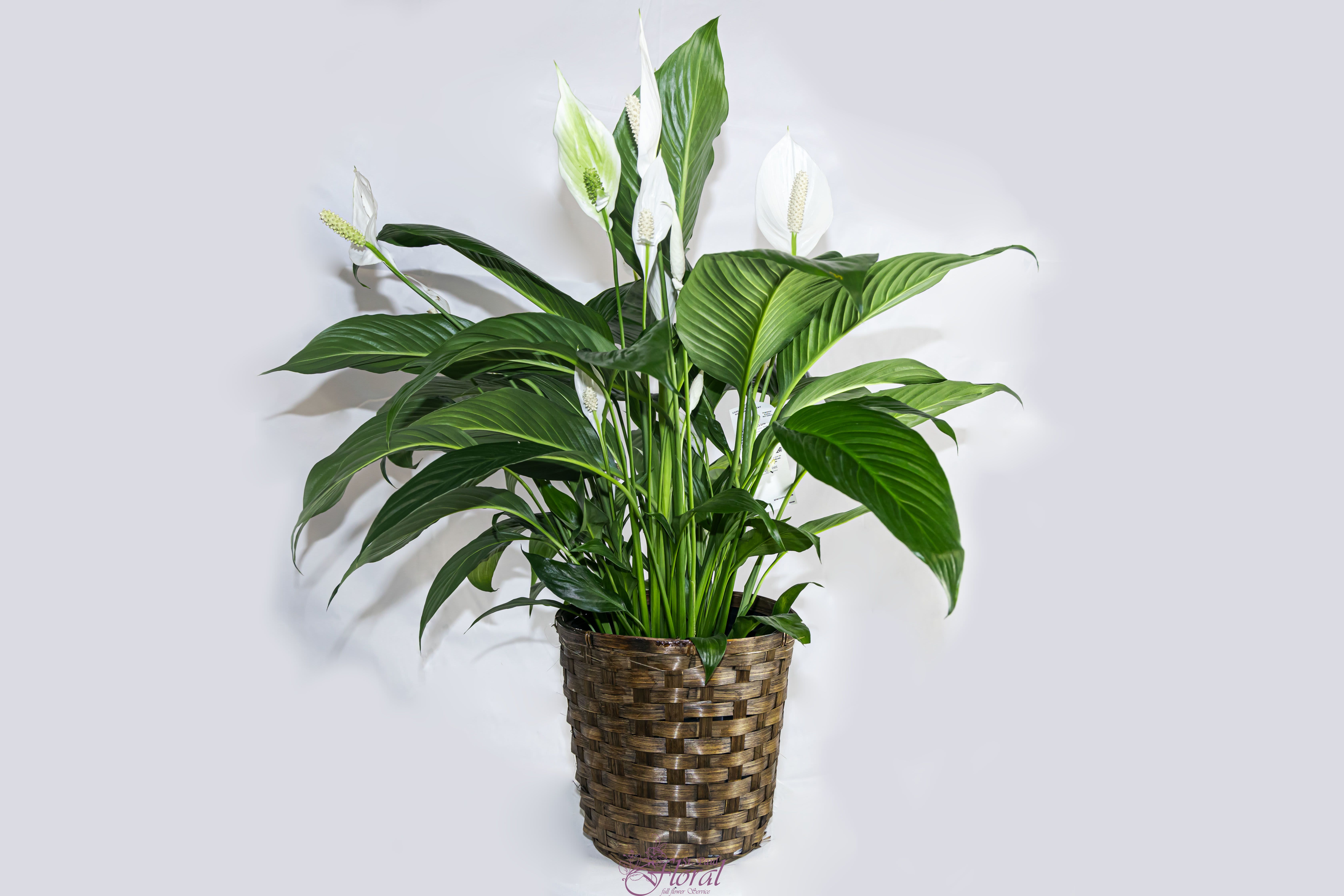White peace lilies in a woven basket planter