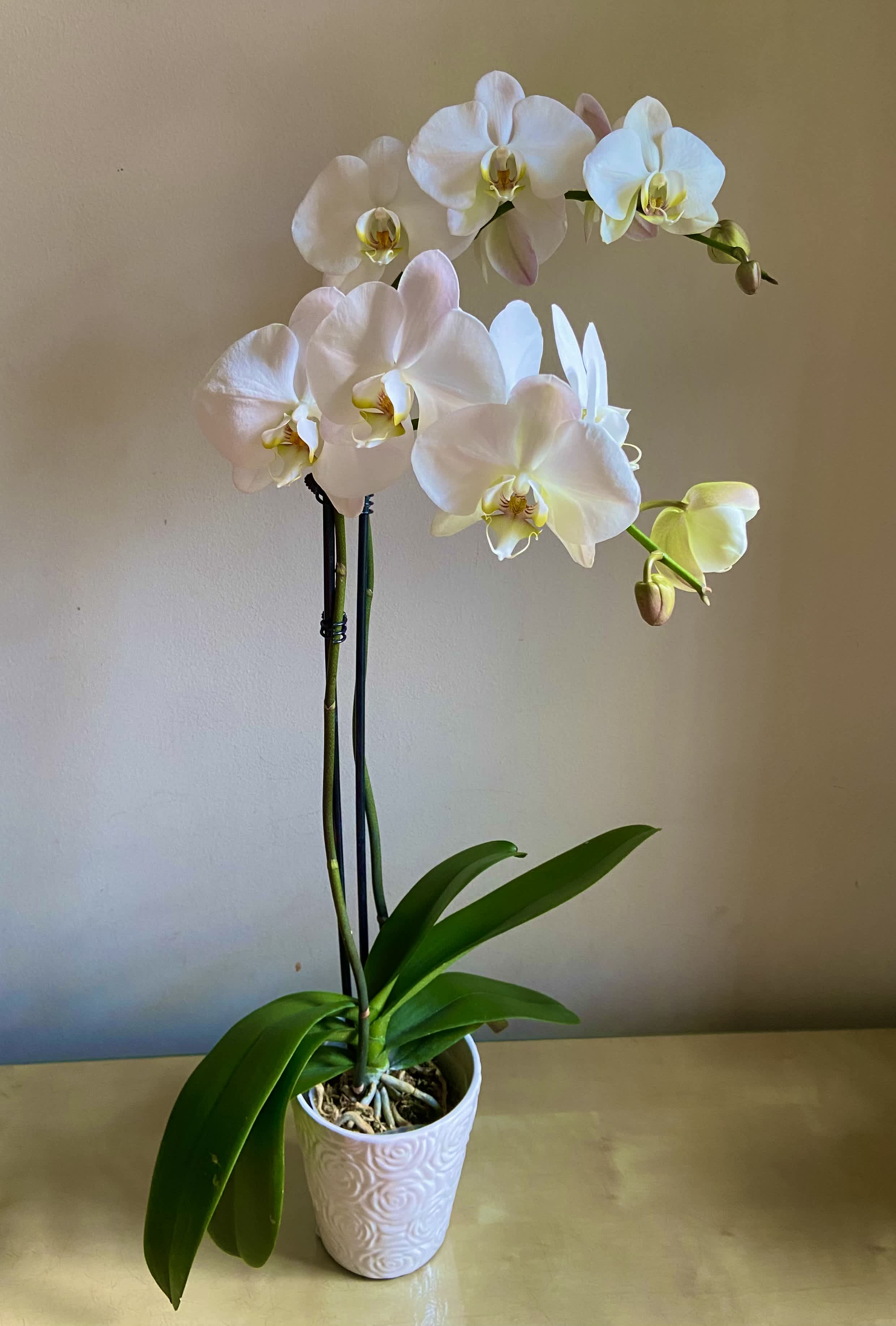 White orchid plant in a decorative pot with broad green leaves