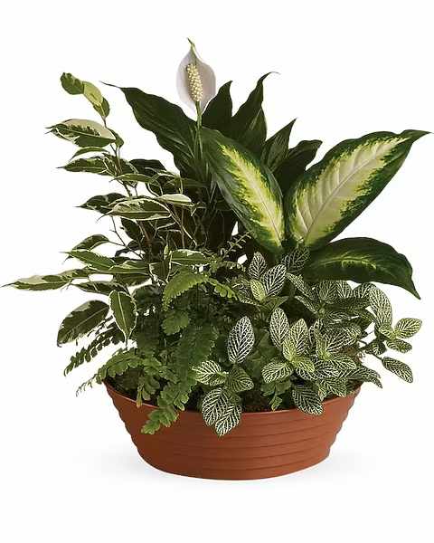 Serene Retreat - White is just right, especially when delivered in a field of green. This beautiful gift is a garden of delights. Perfectly at home inside a home or office, it's a great gift for all reasons and seasons. A white hypoestes is joined by green dieffenbachia, spathipyhllum, ficus and Boston fern that's delivered in a beautiful plastic dish.  Orientation : All-Around  All prices in USD ($)  Standard T100-3A