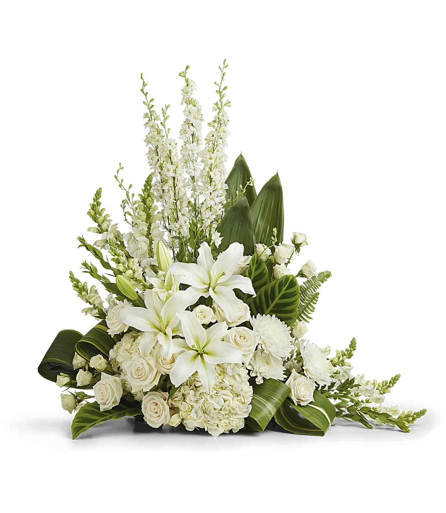 Teleflora's Loving Remembrance Cremation Tribute - A serene composition in ivory. Majestic hydrangeas and elegant white roses are beautifully framed by lush aspidistra and ti leaves. Soft green sword fern and delicate accents of white snapdragons and larkspur enhance the soothing palette, creating a calming portrait. Large hydrangeas are beautifully paired with white roses and lush greenery, featuring soft, airy sword fern and glossy aspidistra leaves. Please note: the arrangement does not include an urn.