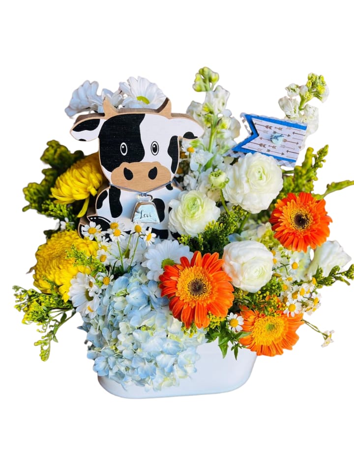 Moo-Baby - A playful cow cutout peeks out from a cheerful cluster of blooms-this flower arrangement brings farm-fresh whimsy to a birthday, baby shower, or any lighthearted celebration. The flower arrangement is designed to make the recipient smile: the cow centerpiece and little tag ornament make it feel like a personal, joyful surprise that's perfect for welcoming a new baby, celebrating a child's birthday, or saying "thinking of you" with a wink.  Bright blue hydrangea clusters anchor the composition alongside creamy white ranunculus, sunny yellow chrysanthemums, classic white daisies, and vivid orange Gerbera daisies for punchy contrast. Mixed-color touches throughout add depth and texture, all gathered in a clean white ceramic container that complements the playful theme while keeping the focus on the flowers. The overall shape is dense and full-easy to place on a table, shelf, or gift display.  Send this when you want someone to feel lighthearted and celebrated; it's the kind of arrangement that sparks conversation and lasts as cheerful décor. Standard care-fresh water and a cool spot away from direct heat-will help blooms stay vibrant; the cow accent and tag make it ready to gift as soon as it arrives.