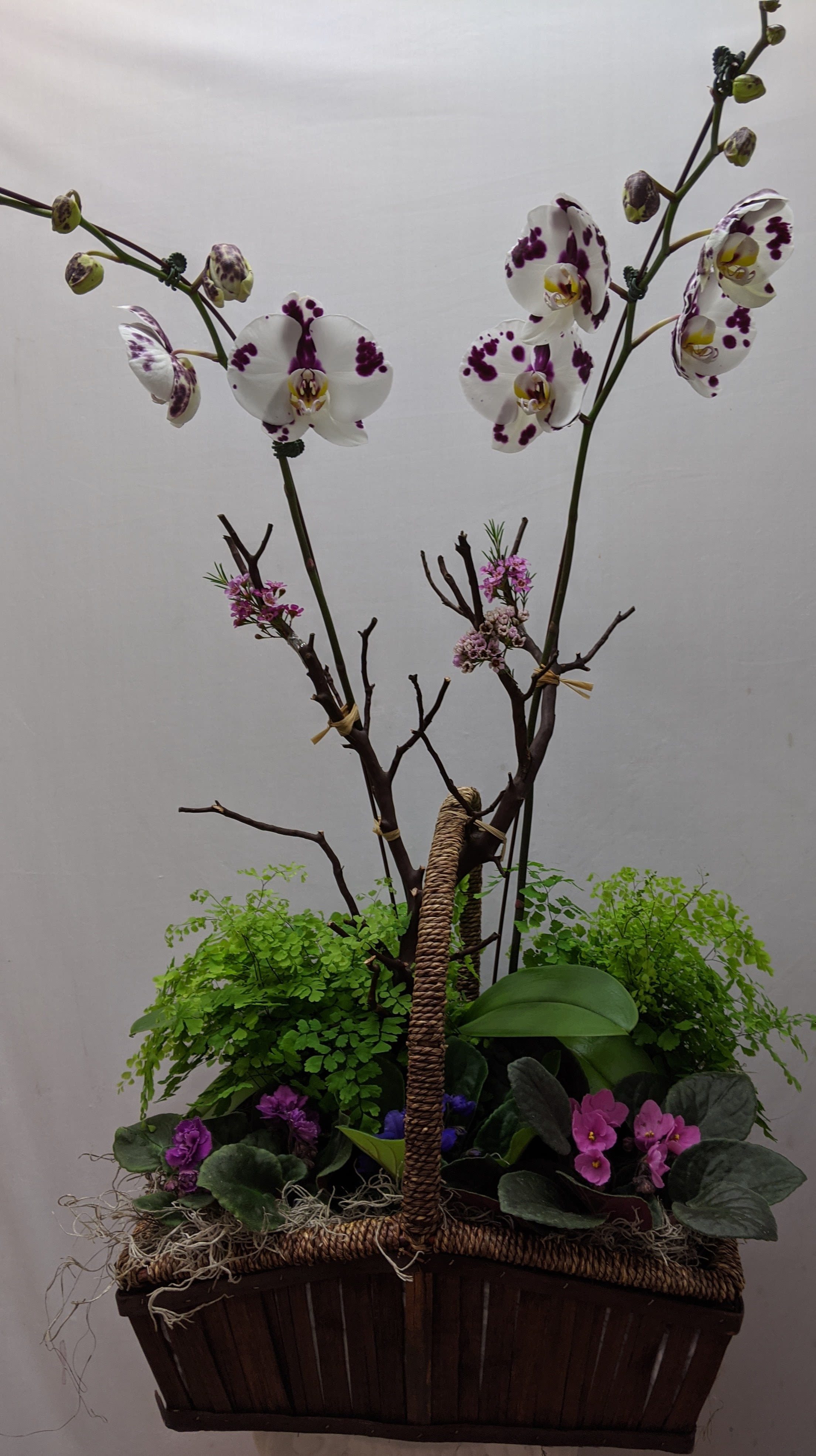 Wild orchids with plants - Add more orchids