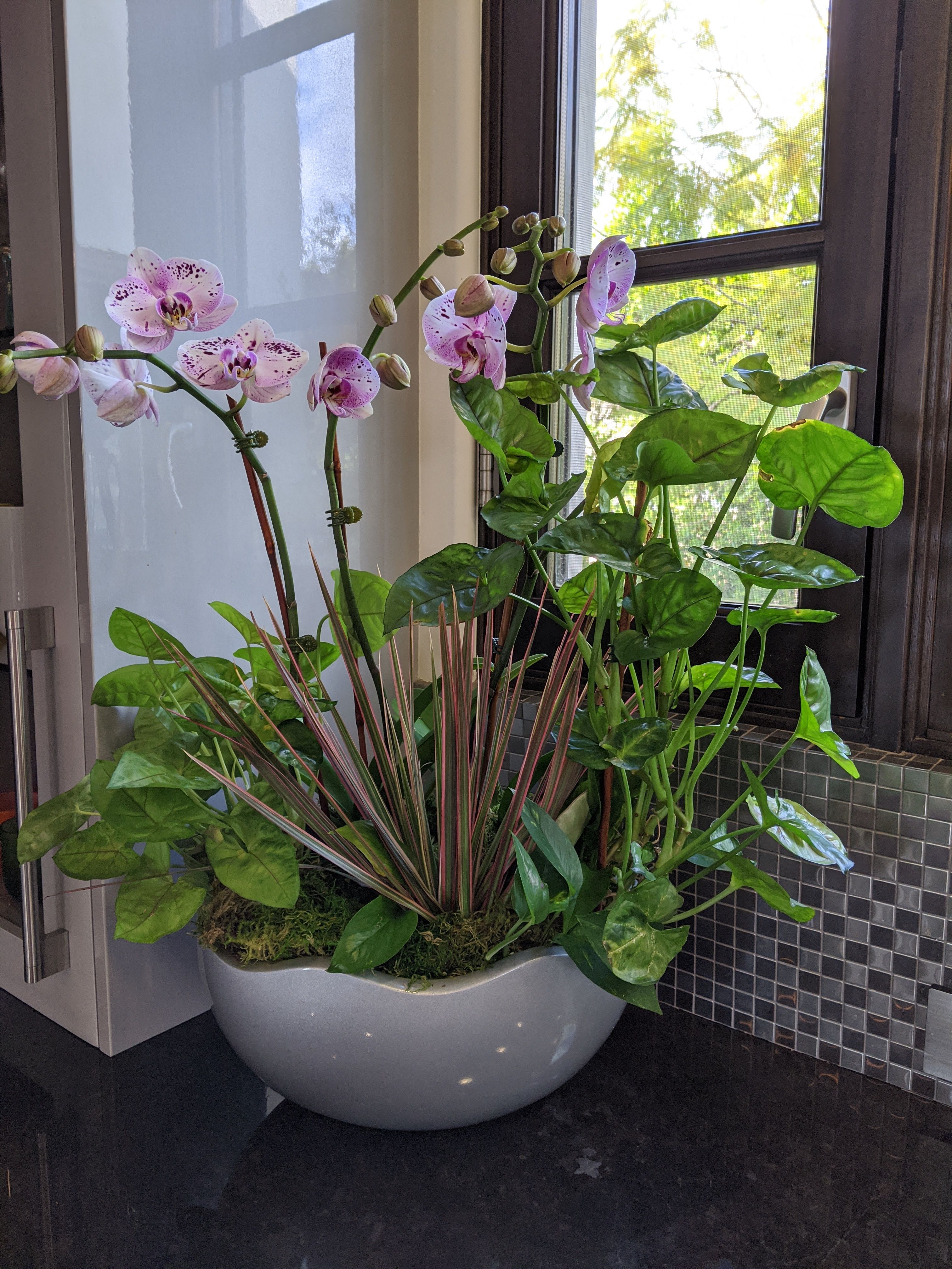 Orchids and plants - Add 2 orchids
