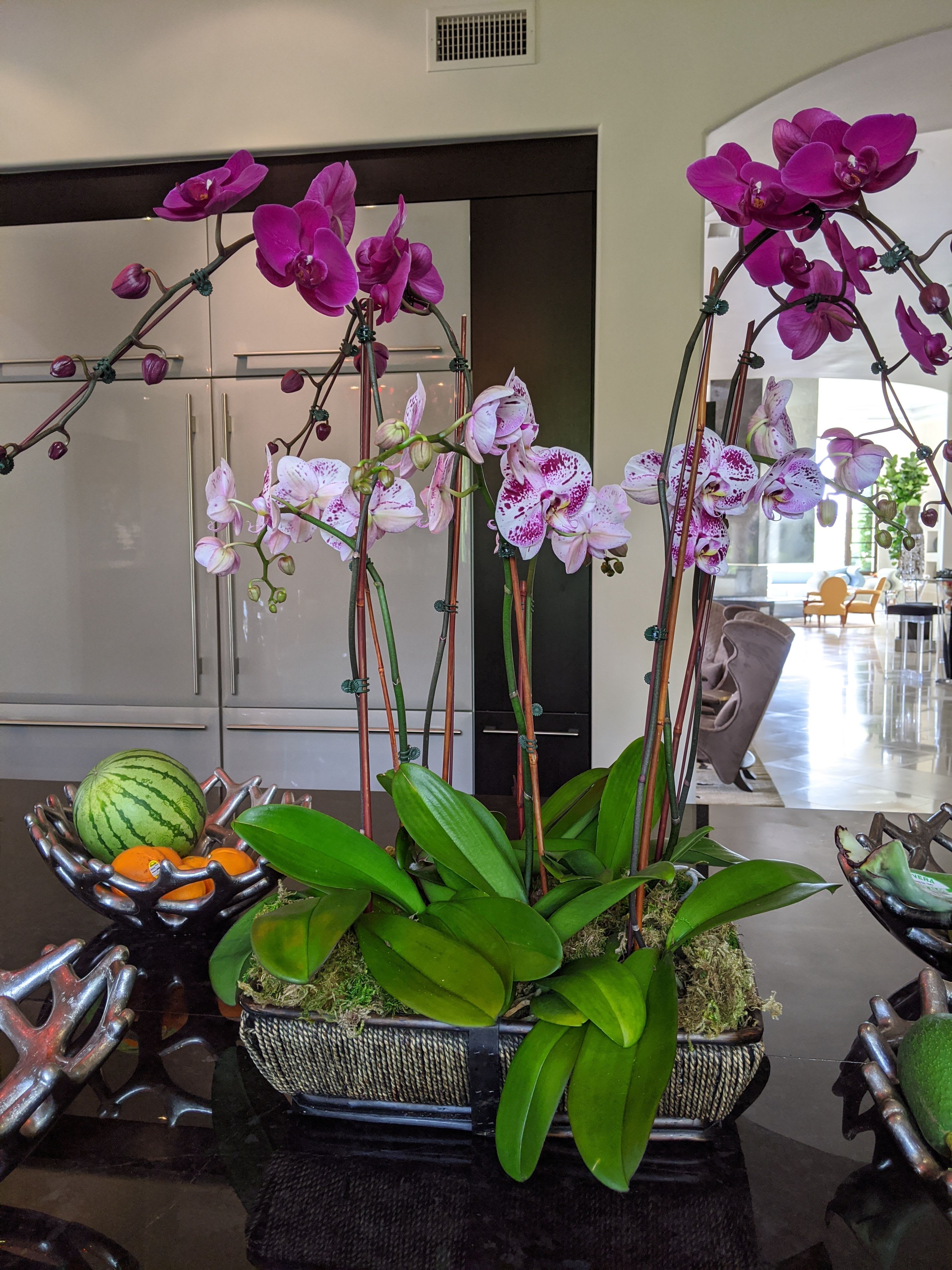 Tropical delight - Additional blooming plants, orchids, kalanchoes, bromeliads, lilies, seasonal plants available.