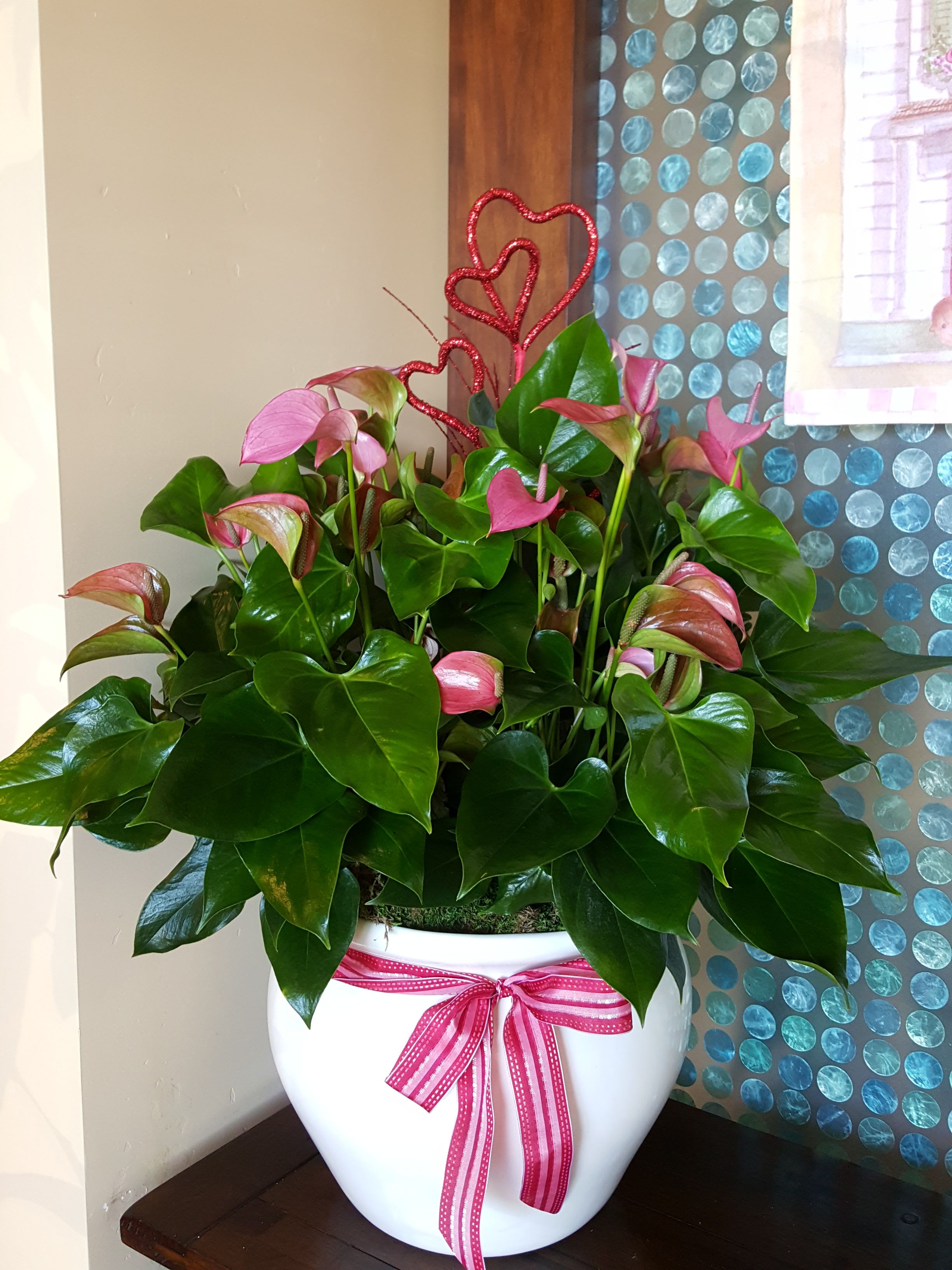 Large Anthurium plant - Blooming Anthurium plant.