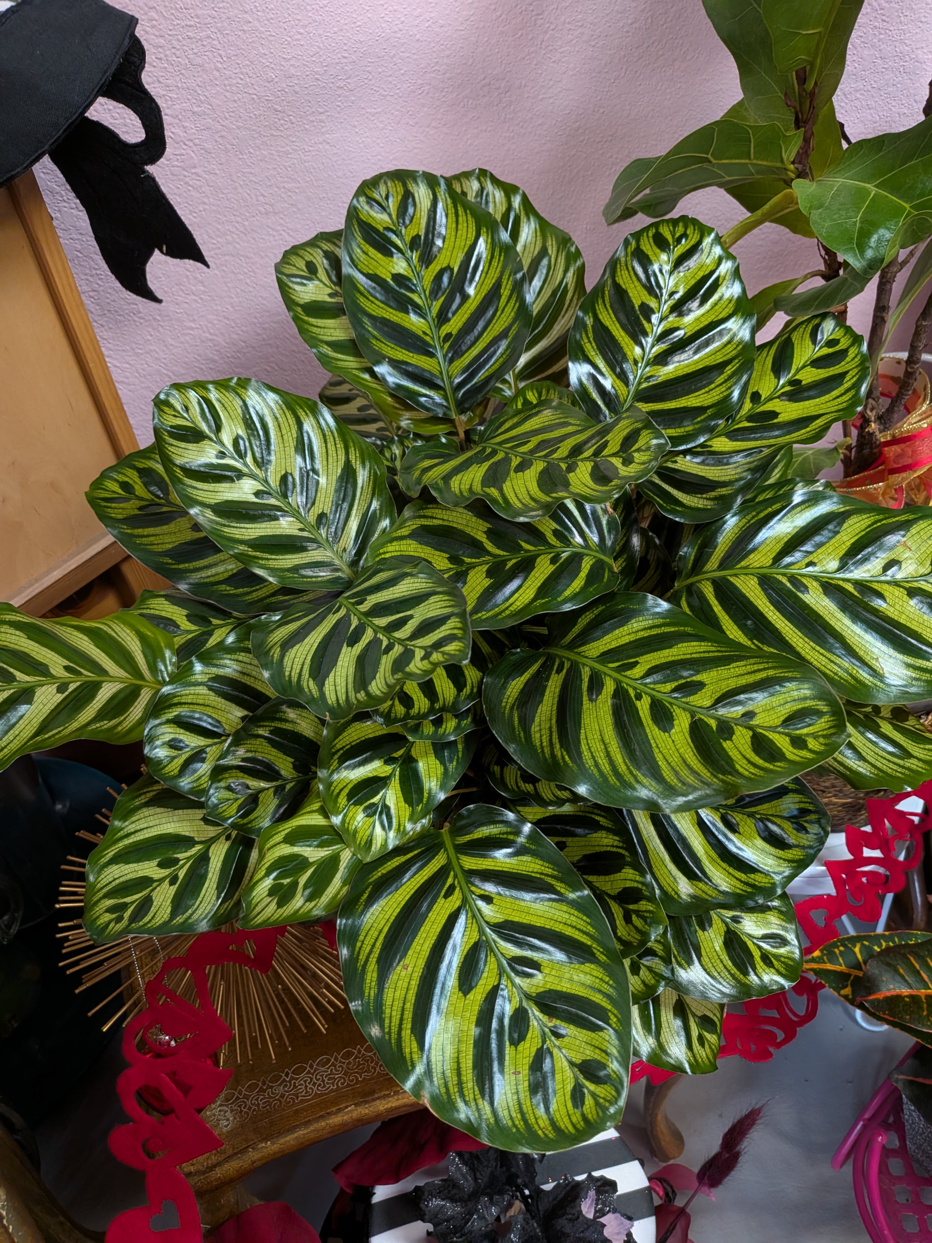 house plants - Beautiful full and healthy plants in a variety of containers. 
