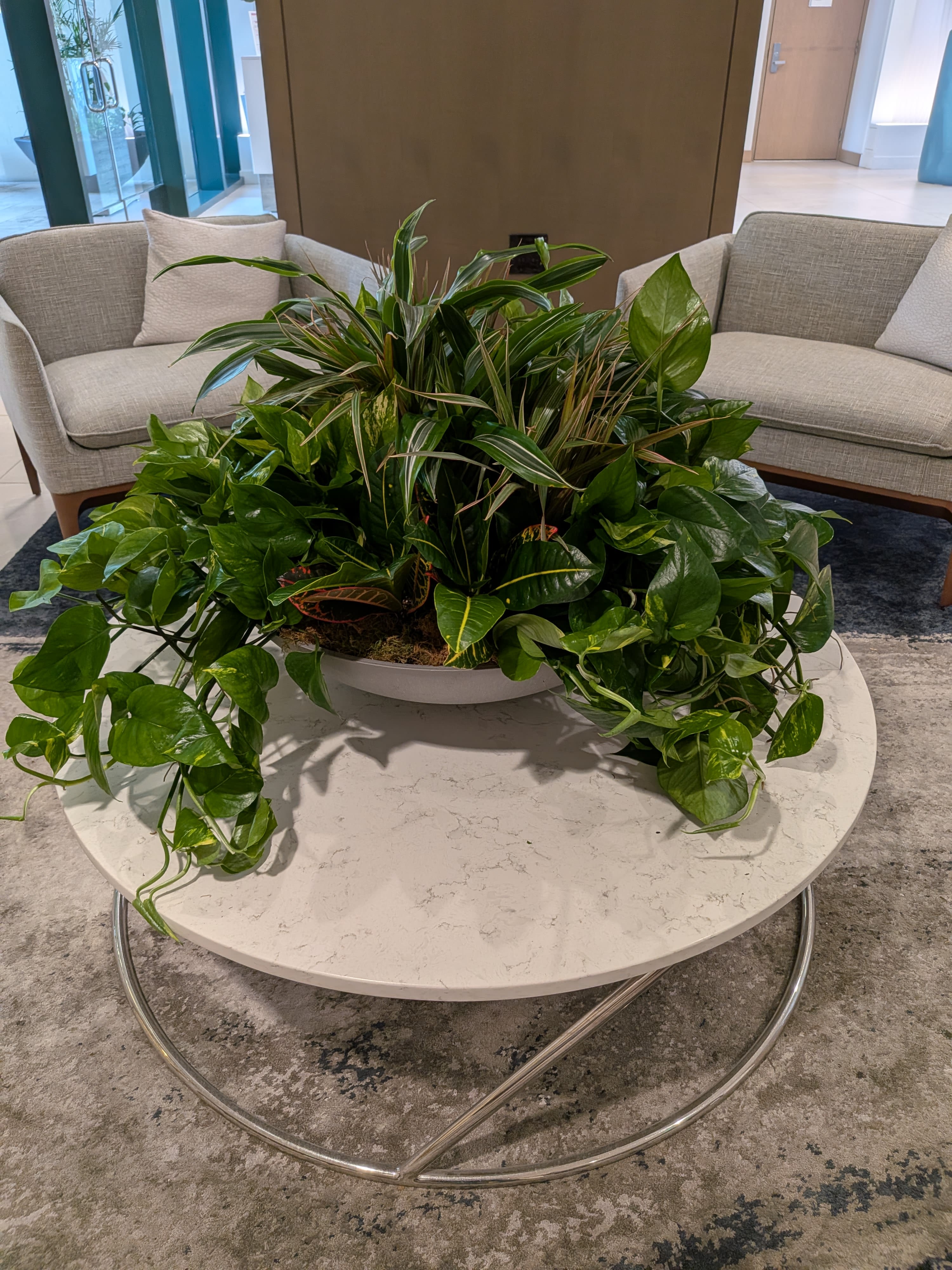 Plants in display - A variety of plants