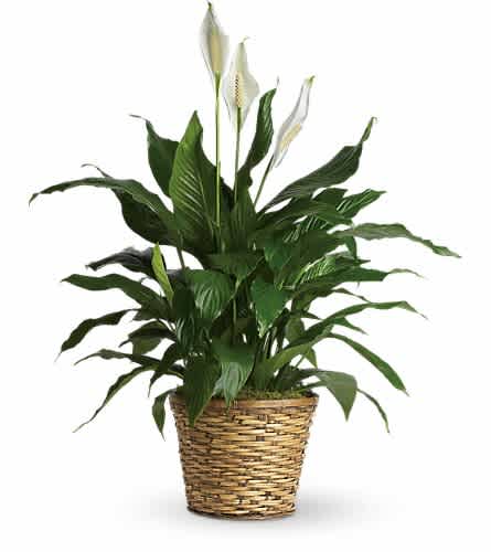 Simply Elegant Spathiphyllum - Medium - Known for its indoor beauty and ability to clear the air of contaminants this brilliant green plant with dazzling white blossoms makes a perfect gift for almost any occasion. low-maintenance. High quality. Bet you never knew delivering elegance could be this simple. This spathiphyllum comes in an 8" woven wicker basket. It's a great medium for delivering vitality.Approximately 30 1/2" W x 37" H Orientation: N/A As Shown : T105-2A