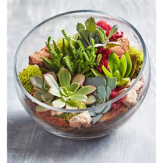 Succulent arrangement in a round glass bowl with colorful stones