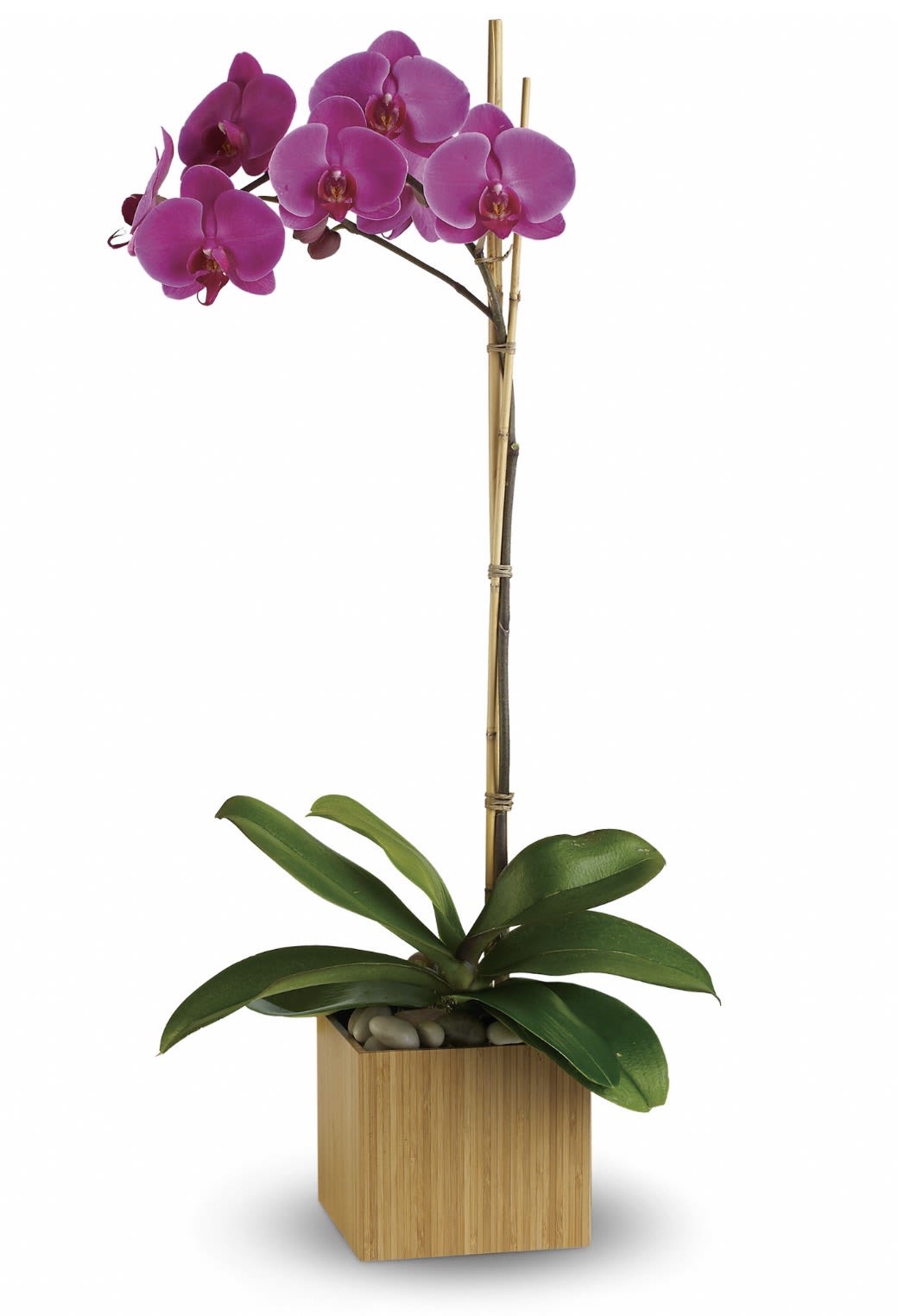 Imperial Purple Orchid - A single stem of vivid purple Phalaenopsis orchids creates an immediate sense of calm and refinement-perfect as a sympathy or funeral floral gesture or for a quiet, elegant display in a home or office. The tall supported stem arches with several saturated purple blooms that draw the eye, while the glossy, broad green leaves at the base provide a serene, living contrast that feels both comforting and dignified.  Arranged in a modern square wooden planter, the orchid sits firmly upright with a slim bamboo stake for support and decorative stones covering the potting surface for a clean, finished look. The composition emphasizes minimalist lines and natural textures: smooth purple petals, deep green foliage, warm wood, and the subtle sheen of the stones. Dimensions and care details are preserved with the stable planter base-easy to place on a mantle, desk, or memorial table-and the supported stem helps keep the blooms arranged for longer display.  This arrangement is the kind of gift that lets the person you're honoring feel quietly seen-appropriate for sending condolences, marking a memorial service, or offering a thoughtful, long-lasting expression of sympathy. It also makes a refined everyday gift for someone who appreciates low-maintenance elegance; water sparingly, keep bright indirect light, and the Phalaenopsis will reward the recipient with graceful blooms.