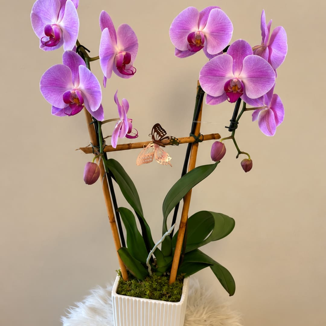 Pink orchid plant in a white square pot with decorative butterfly accents