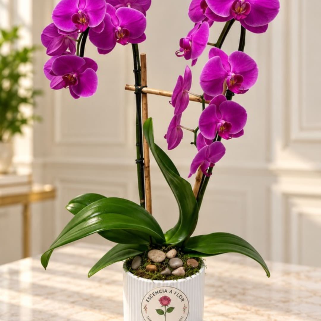 Purple orchids in a white pot with moss and stones