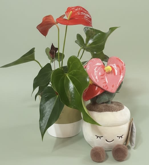 Anthurium plant gift bundle w/  Anthurium plant plushy  - Glossy heart-shaped anthurium blooms in red and pink rise above deep green, sculptural leaves to create a playful, romantic housewarming or birthday gift. This flower arrangement for housewarming, just-because surprises, or thank-you moments pairs living plant drama with a whimsical touch - the smiling white ceramic planter with soft plush feet makes the recipient feel instantly seen and cared for.  Two decorative containers anchor the bundle: a smiling ceramic planter (decorative plush planter with face and small plush feet) up front and a plain pot behind, giving layered height and visual interest on a shelf or windowsill. The anthurium's waxy spathes and sturdy foliage bring long-lasting color without demanding constant attention; dimensions and care details are provided at checkout so you can choose the right size for their space.  This gift sends a message of warmth and delight - perfect for someone starting a new home, celebrating a birthday, or when you want to say "thinking of you" without words. Light, indirect light and occasional watering keep the anthurium happy; order with a note to personalize the surprise.