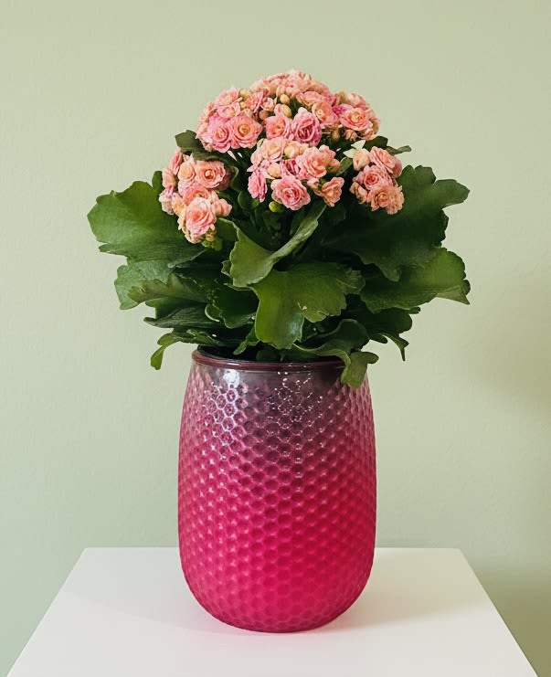 Friendly Flowering (* with complimentary bunch of sunflowers) - A compact display of cheerful color, this flowering plant arrangement is perfect as a just-because gift, birthday surprise, or a springtime thank-you. The small pink clusters rise above broad, glossy green leaves to create an upright, tidy silhouette that will make the person you're thinking of feel genuinely seen and brightened-an especially thoughtful pick for Get Well wishes or a sunny summer table.  This design pairs live flowering plants and succulents in a tall, textured glass vase finished in a vivid magenta-to-pink gradient that makes the whites, pinks, and greens pop. The vase's vertical form gives the piece presence without taking up much room, ideal for desks, bedside tables, or kitchen counters. The mix of glossy foliage and soft flower clusters offers pleasing contrast in texture and color while remaining easy to display.  Great for Mother's Day, Boss's Day, Earth Day, or anyone who prefers a low-fuss, living gift, this arrangement arrives ready to enjoy. Care is simple: bright, indirect light and moderate watering keep the blooms and succulents healthy-an effortless way to say thank you, celebrate a birthday, or send warm summer or spring wishes.