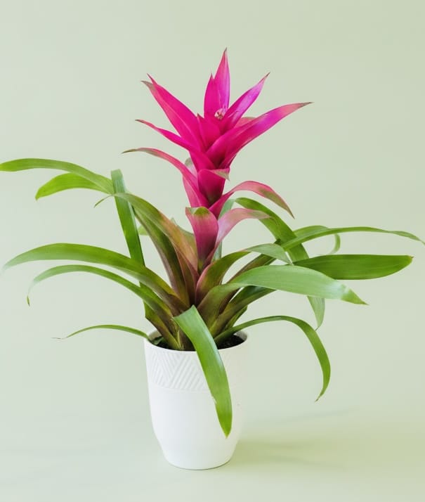 Pink bromeliad plant in a white pot
