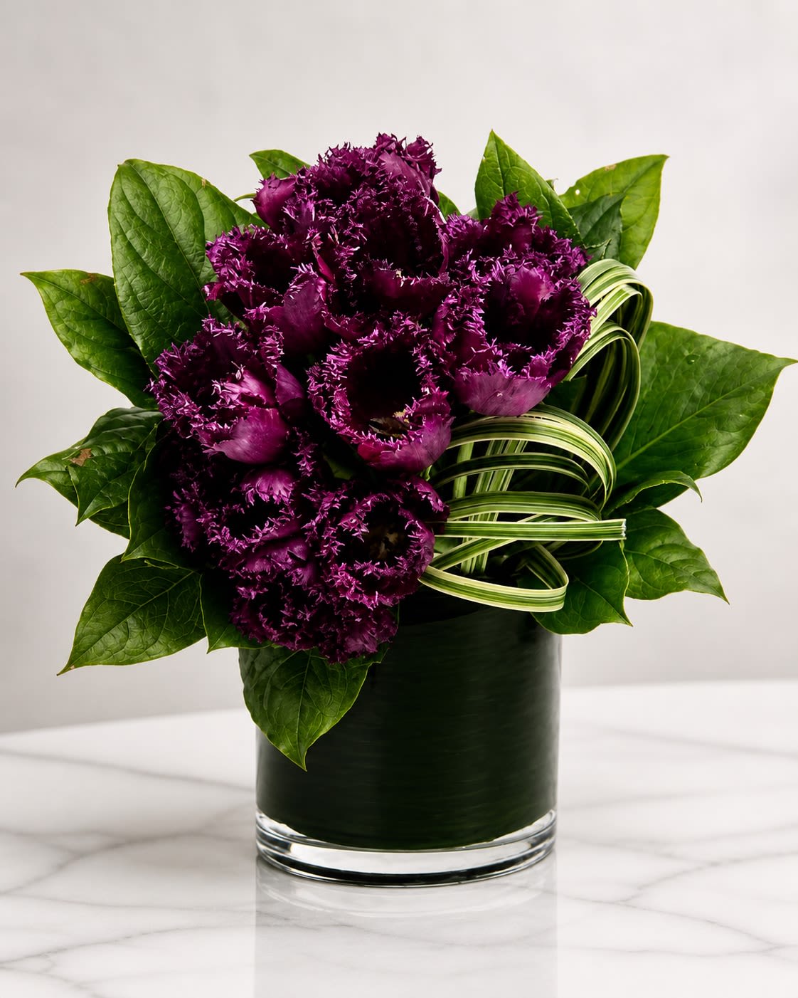 Midnight Velvet Tulips - A dramatic and luxurious floral arrangement featuring rare deep plum fringed tulips designed in a modern leaf-lined glass cylinder vase with sculptural tropical greenery accents. Midnight Velvet Tulips is designed to feel rich, artistic, and fashion-forward, showcasing the extraordinary texture and bold color of specialty tulips rarely found in traditional floral designs. The layered ruffled petals create a velvety appearance that gives the arrangement an elegant high-end presence perfect for upscale gifting, modern interiors, birthdays, romantic occasions, or statement décor.  This design is created using premium seasonal tulips and contemporary foliage. Due to the specialty nature of these blooms, certain flowers or greenery may occasionally be substituted with similar luxury varieties of equal or greater value while preserving the overall dramatic color palette and modern aesthetic. The leaf-lined cylinder vase or decorative foliage accents may also vary slightly based on availability, but the arrangement will always maintain its elevated contemporary presentation and premium style.