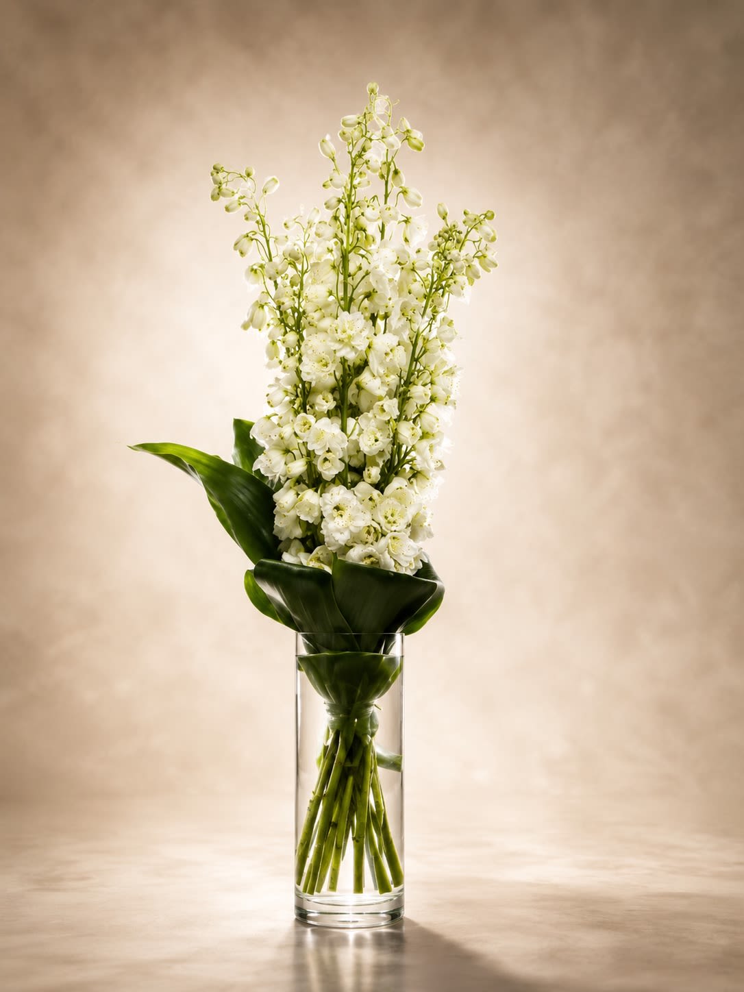 Ivory Cascade Delphiniums - An elegant contemporary floral arrangement featuring tall white delphinium stems designed in a sleek clear cylinder vase accented with sculpted tropical foliage. Ivory Cascade Delphiniums is created with a clean architectural style that highlights the graceful movement and airy beauty of premium delphinium blooms. The crisp white flowers paired with polished greenery create a luxurious minimalist presentation perfect for modern interiors and sophisticated gifting.  Designed using premium seasonal delphinium and fresh tropical foliage, this arrangement offers a timeless and elevated look ideal for sympathy sentiments, luxury home décor, corporate gifting, anniversaries, or elegant celebrations. Due to seasonal and market availability, certain flowers or foliage may occasionally be substituted with blooms and greens of equal or greater value while preserving the arrangement’s refined vertical style and monochromatic elegance. The glass cylinder vase and leaf accents may also vary slightly based on availability while maintaining the same upscale aesthetic.