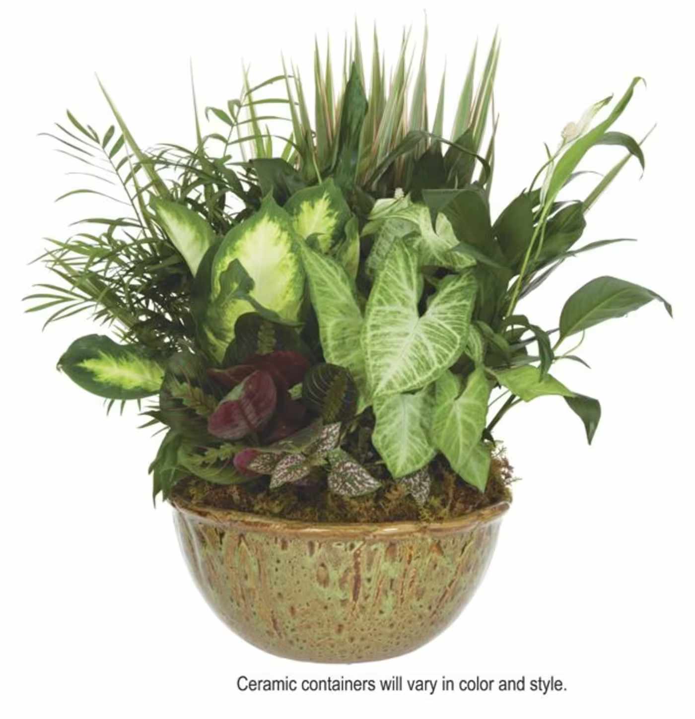 Garden of Grace  - Lush layered foliage creates an indoor garden that feels both calming and celebratory - perfect as a green gift for a housewarming, birthday, or to say you're thinking of someone. This potted plant arrangement for everyday gifting brings together mixed plants in shades of green with variegated and burgundy-toned leaves for contrast, giving the recipient a long-lasting, living display rather than a cut-flower bouquet.  Arranged in a rounded ceramic bowl planter, the composition is dense and rounded with multiple textures and leaf shapes that read tropical and full. The ceramic vessel adds a polished, decorative touch so the piece is ready to sit on a table, shelf, or entry console. 