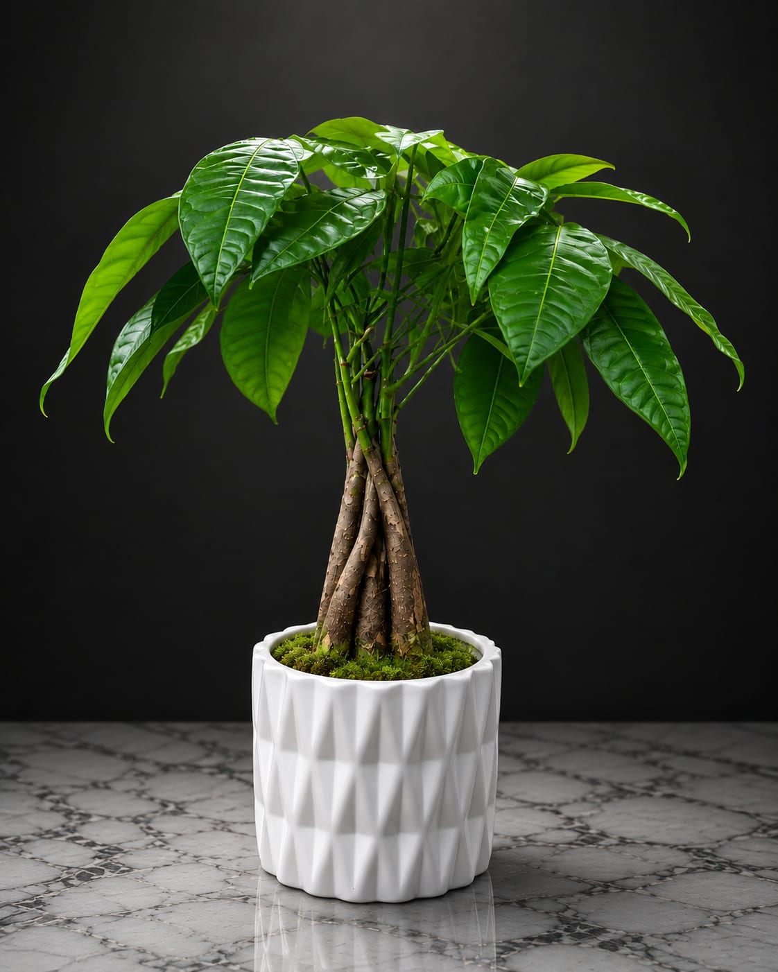 Money tree plant - A braided-trunk money tree in a white faceted ceramic planter makes a fresh, modern gift for housewarming, thank-you, or just-because occasions. The glossy, elongated green leaves form a full, umbrella-like canopy that reads lively and polished - the kind of living accent that quietly says "thoughtful" to the person you're celebrating.  The plant arrives potted in a clean white ceramic planter with a small layer of moss at the base, creating a minimalist look that fits contemporary interiors. The braided trunk adds sculptural interest while the rich green foliage adds texture and presence without taking up much floor space.  Perfect for the person settling into a new home, brightening an office, or sending a low-maintenance token of care, this money tree thrives as an indoor specimen with indirect light and moderate watering. Its compact, decorative planter makes it easy to place on a table, shelf, or entry console - a lasting gift that brings a calm, green touch to daily life.