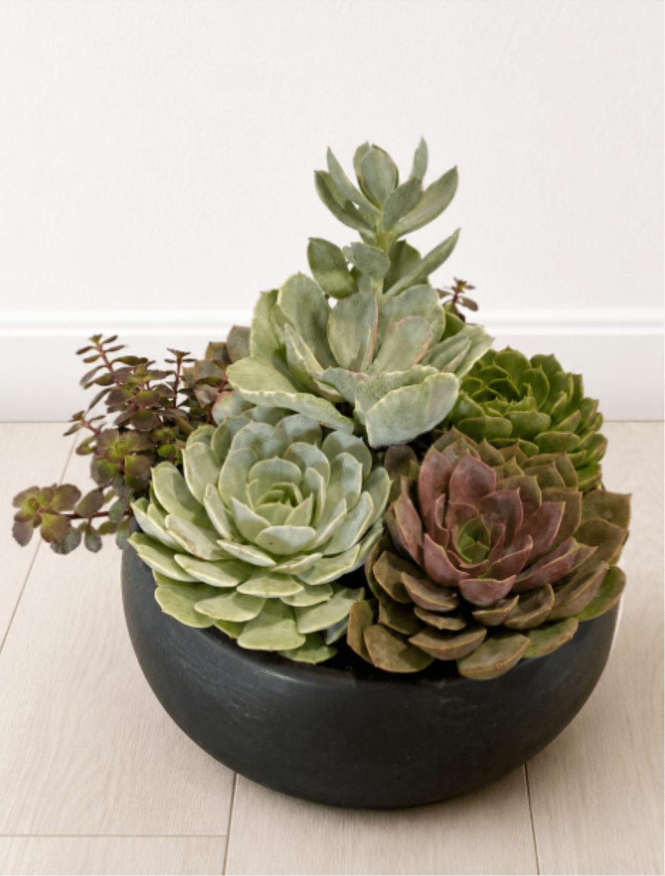 Jade Harmony - A sculptural cluster of rosette succulents arranged in a low black ceramic bowl - a modern housewarming or thank-you gift that reads as calm, textural, and artful. This succulent arrangement is designed as an everyday plant display for moments when you want the person you're thinking of to feel seen: a fresh, long-lasting surprise for a new home, a thoughtful thank-you, or a simple just-because.  The composition features a mix of rosette and paddle-shaped succulents in soft greens, sage, dusty purple, muted pink and hints of burgundy, densely planted to create a compact, layered look. The taller central succulent gives gentle height above fuller rosettes, and the rounded black bowl planter grounds the piece with a contemporary, minimalist silhouette. Low-maintenance and display-ready, dimensions and exact plant varieties vary slightly by season - the result is a living centerpiece that keeps giving and requires only occasional bright, indirect light and light watering.