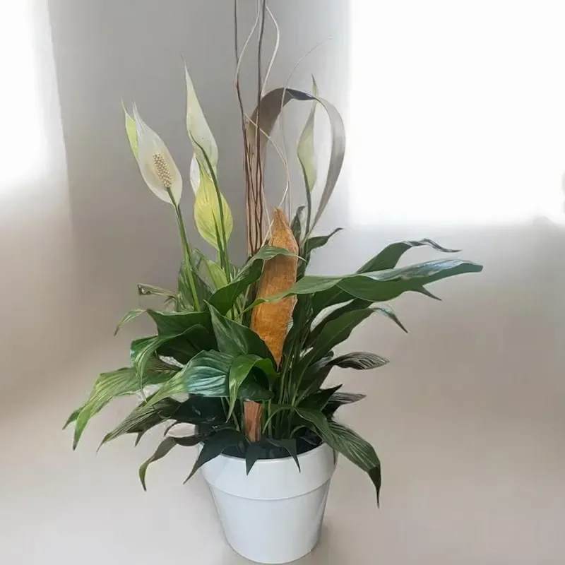 Peace Lily Planter - Glossy green leaves and elegant white spathes give this Peace Lily Planter a calm, refined presence that feels like a quiet, reassuring hug for the person you're thinking of. As a housewarming, get-well, or "just because" gift, the upward-reaching blooms and sculptural reeds create a peaceful focal point that brightens a room without shouting for attention.  A dense cluster of rich green foliage is topped by several classic white peace lily blooms, accented with tall curly decorative reeds and a central tan element for modern height and texture. The plant arrives in a simple white plastic pot that keeps the look clean and easy to place on a table, shelf, or bedside. Low-maintenance and long-lasting, it's an ideal choice when you want to send comfort, calm, or congratulations-easy care tips and sizing details are provided at checkout for a smooth delivery and setup.