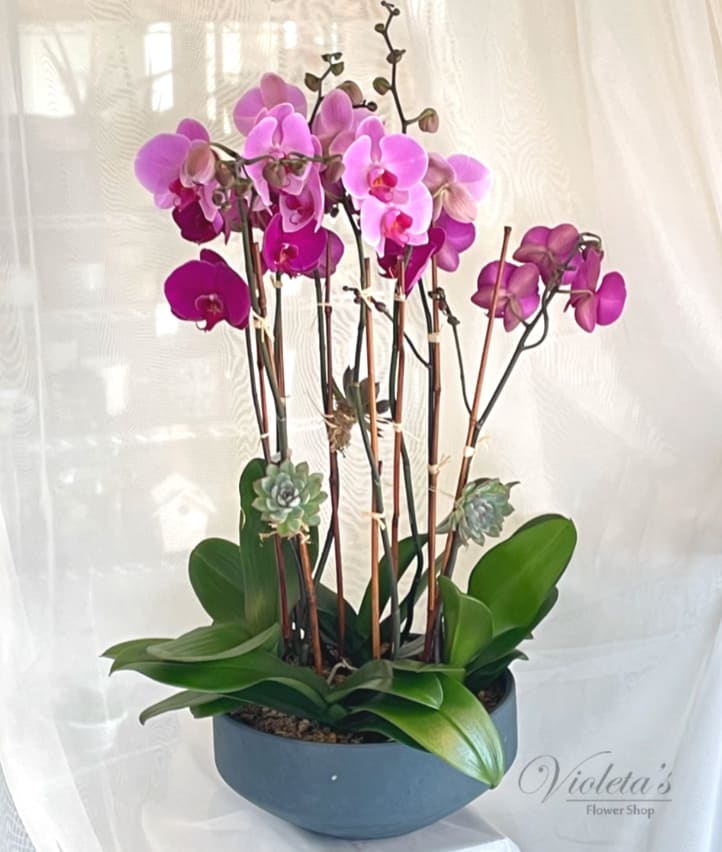 Pink orchids in a blue bowl planter with succulents