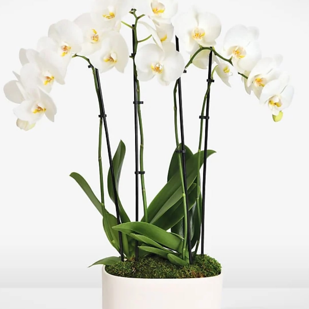 White orchids in a white pot with moss and support stakes
