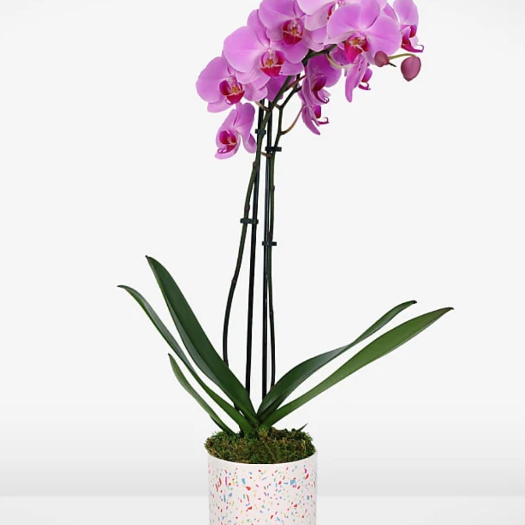 Pink orchid plant in a speckled white pot