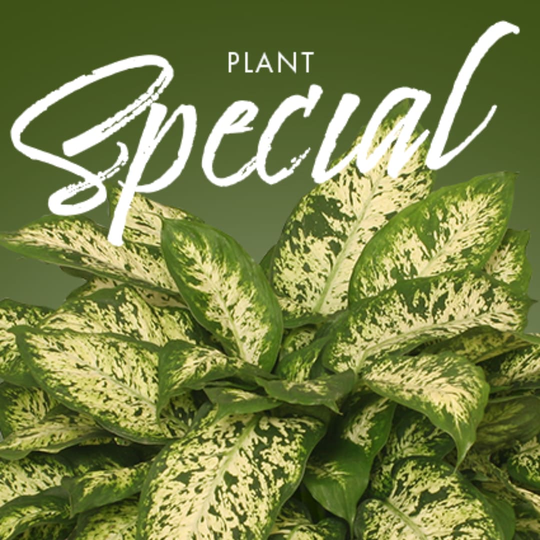 Variegated green houseplant with broad leaves on an olive background