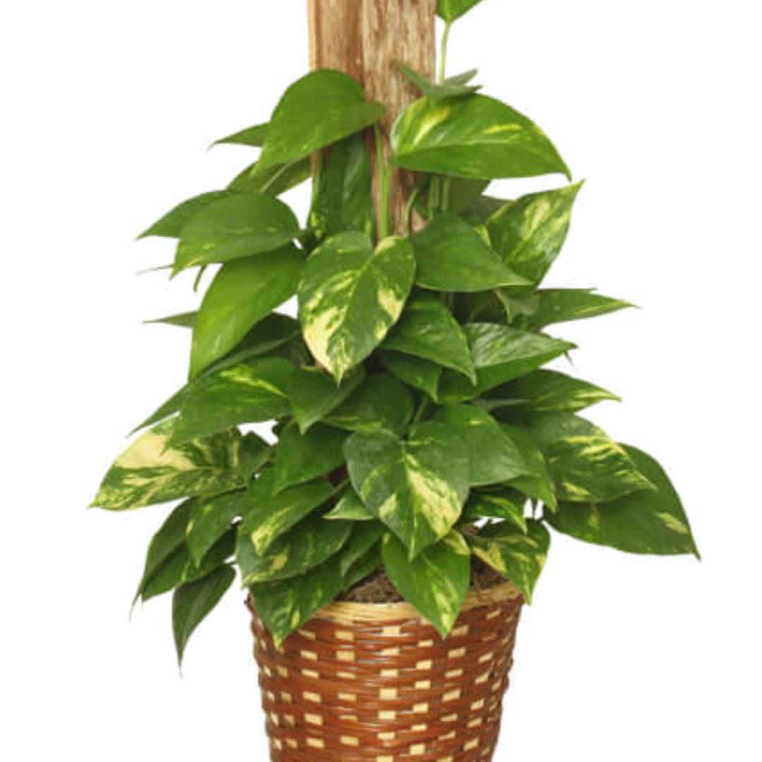 Potted pothos plant in a woven basket planter