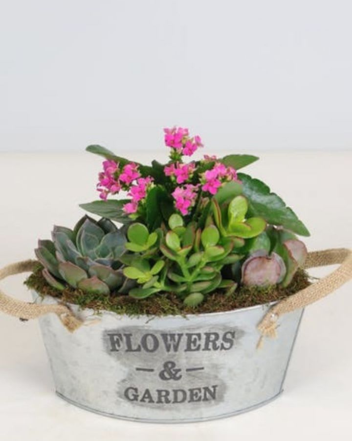  Succulent Garden - Bring the serene beauty of the desert landscape to any room of the house or office with this glorious growing gift. Filled with sculptural succulents, the versatile weathered slate pot is sure to be a favorite. This garden includes 5 or 6  green succulents and small natural river rocks. Delivered in a a ceramic pot. Pots vary depending on season and availability.