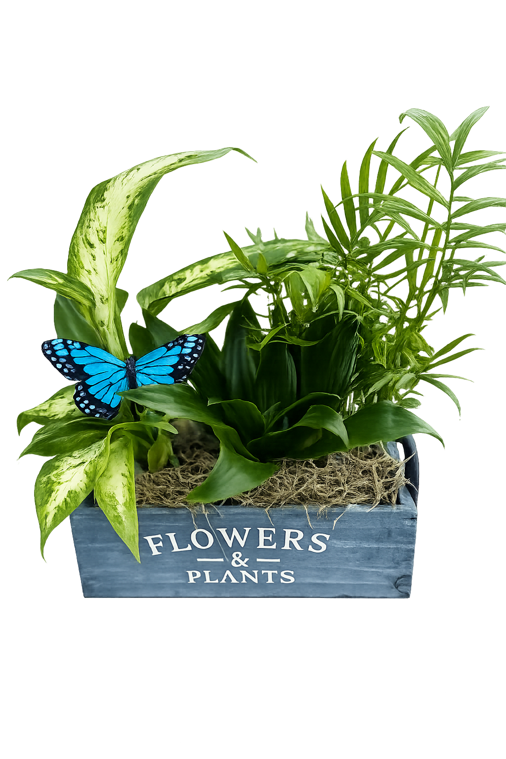 Butterfly Garden Box - Assorted green plants Butterfly Garden Box