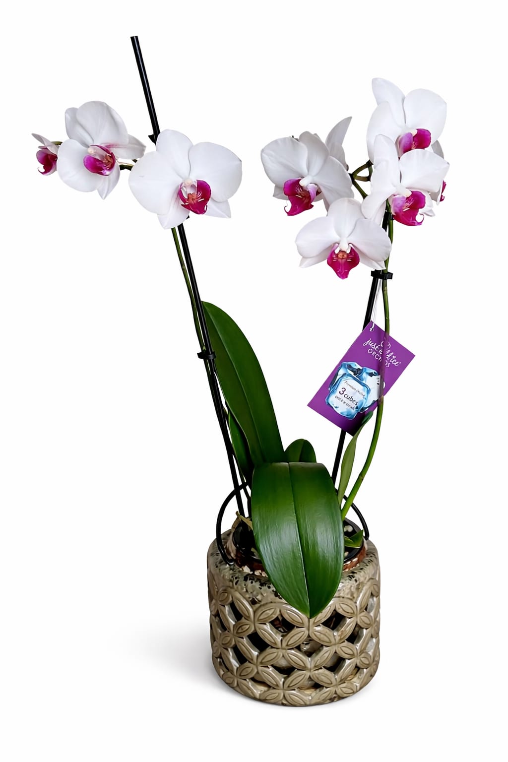 White orchids with magenta centers in a decorative pot