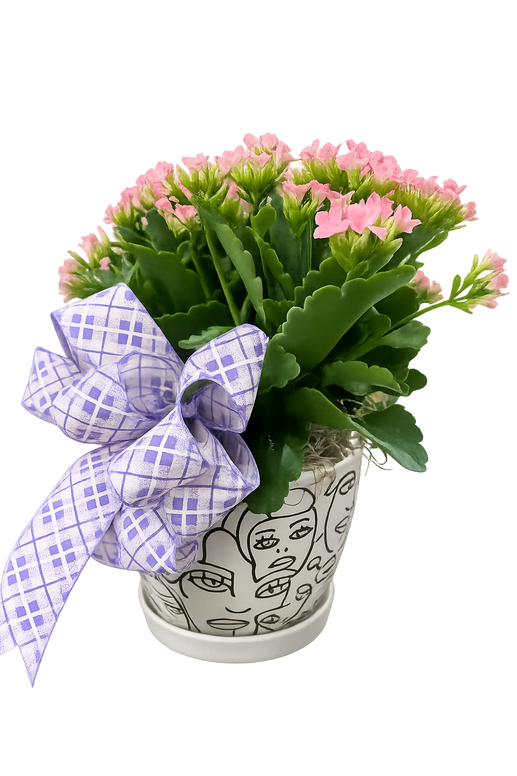 Mom's Expressions Kalanchoe Plant - Kalanchoe plant in a specialty ceramic planter